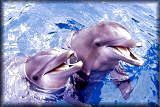 Seaquarium Flipper Show